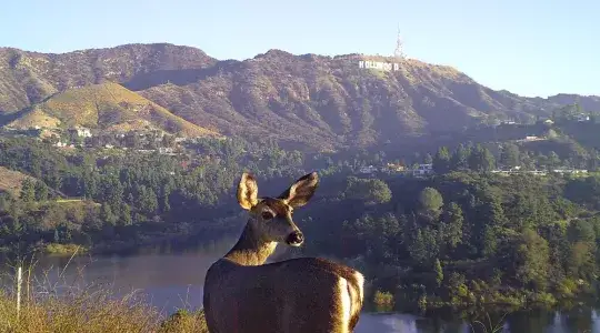 Deer in Hollywood Hills